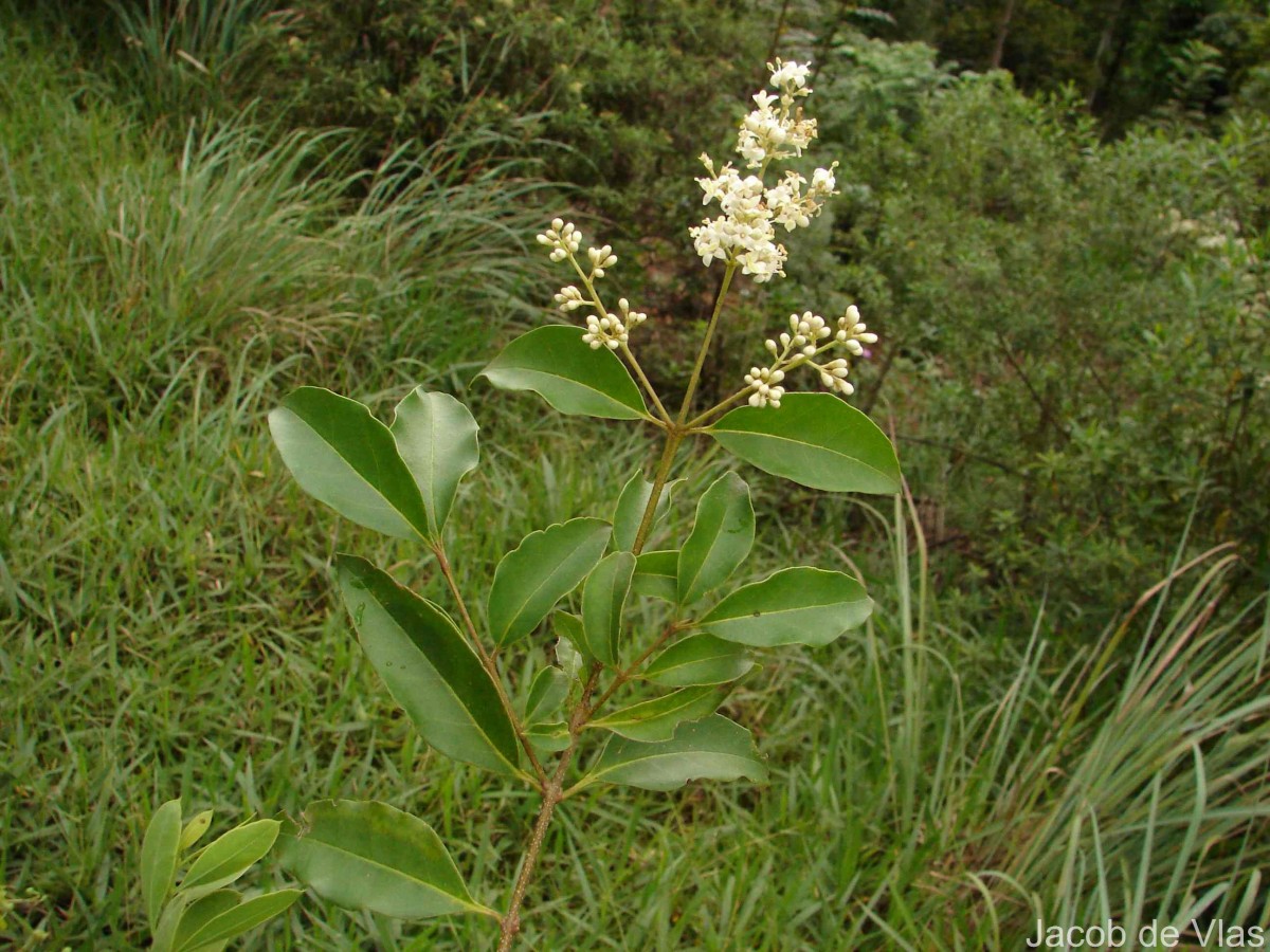 Ligustrum robustum (Roxb.) Blume